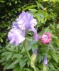 Iris e Peonia in boccio.jpg