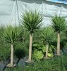 yucca-elephantipes-plant-tree-809.jpg