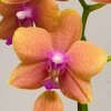 scented_phal_detail.jpg