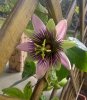 passiflora.jpg