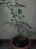DSCN1908.jpg