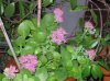 sedum spectabile fiorito.jpg