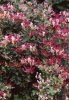 Lonicera-implexa.jpg