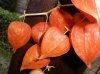 physalis.jpg physalis.jpg