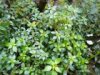 DSCN1337.JPG