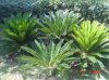 CYCAS GRANDI.jpg