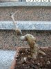 3 - Ficus Retusa -Prima - 20-02-2010.jpg