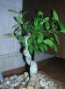 14 - Ficus Retusa - 31-07-2010.jpg