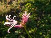 Nerine ondulata late.jpg