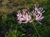 Nerine ondulata6.jpg