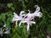 Nerine bowdenii1.jpg