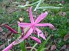 Nerine hybrid.jpg