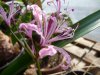 Nerine umilis.jpg