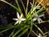 Ipheion sessile.jpg