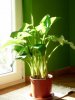 luce calla.jpg
