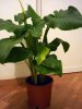 calla2.jpg