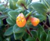 Kalanchoe 1288.jpg