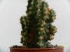 cereus peruvianus floridianus.jpg