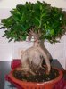 bonsai_tree.jpg