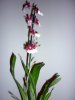 orchidea4.jpg
