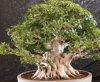 Bonsai_ficus_microcarpa_324x268[1].jpg