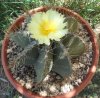 Astrophytum ornatum.jpg