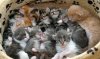 gattini piccoli nella cesta.jpg