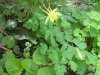 aquilegia gialla 2.jpg