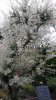 albero_completo.jpg