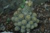 Mammillaria Elongata (1).jpg