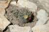 Mammillaria Prolifera (3).jpg