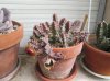 huernia zebrina (1) - Copia.jpg