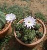 Echinopsis1.jpg