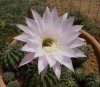 Echinopsis2.jpg