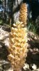 orchis neottia nidus avis II.jpg