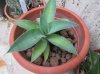 agave attenuata (10) - Copia.jpg