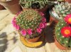 mammillaria x (8) - Copia.jpg