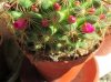 mammillaria x (4) - Copia.jpg