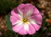 Convolvulus_arvensis_48790_224098.jpg