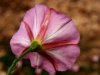 Convolvulus_arvensis_48790_224100.jpg