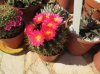 notocactus (15) - Copia.jpg