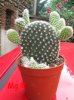 opuntia microdasys  var. albispina.jpg