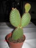 Opuntia rufida.jpg