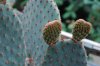 opuntia rufida (2).jpg