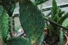 Opuntia histricina cv. hamburg (2).jpg