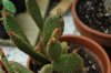 opuntia microdasys var. rufida.jpg