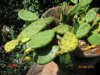 Opuntia burbankii hort..jpg