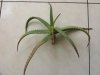 Aloe Arborescens Agostino #1.jpg