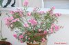 ariag81-albums-terrazzo-2014-picture178834-rosa-polianta-lidl.jpg