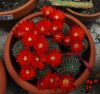 Rebutia duteineana nom Nud (3).jpg
